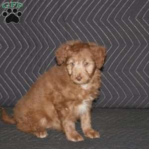 Nala, Mini Aussiedoodle Puppy