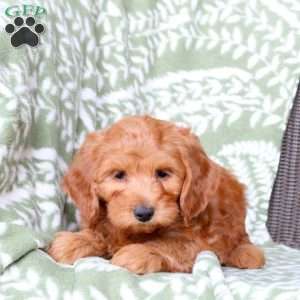 Nala, Mini Goldendoodle Puppy