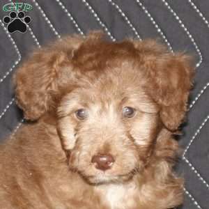 Nala, Mini Aussiedoodle Puppy