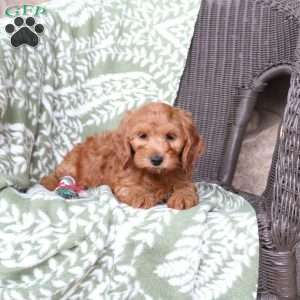 Nala, Mini Goldendoodle Puppy