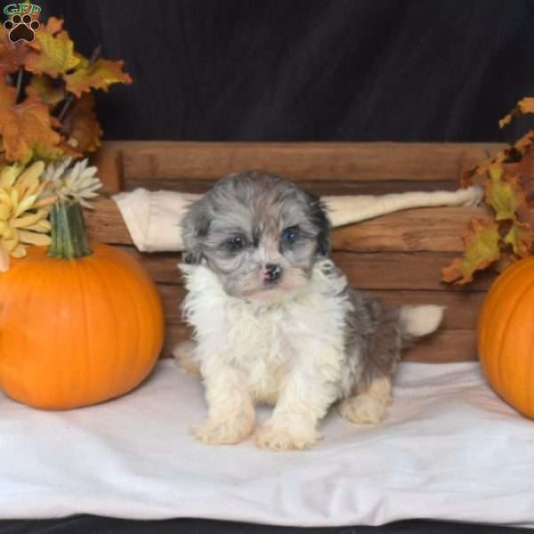 Nana, Shih-Poo Puppy