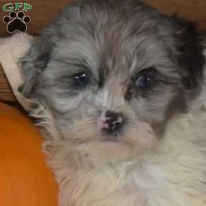 Nana, Shih-Poo Puppy