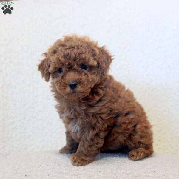 Nancy, Toy Poodle Puppy