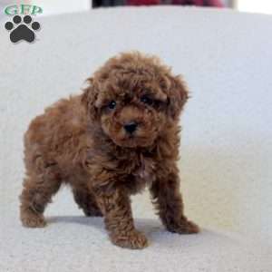 Nancy, Toy Poodle Puppy