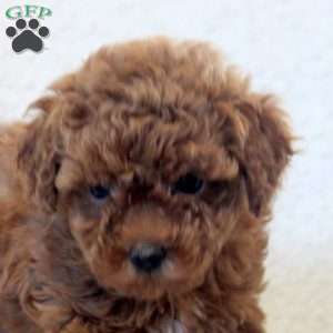 Nancy, Toy Poodle Puppy