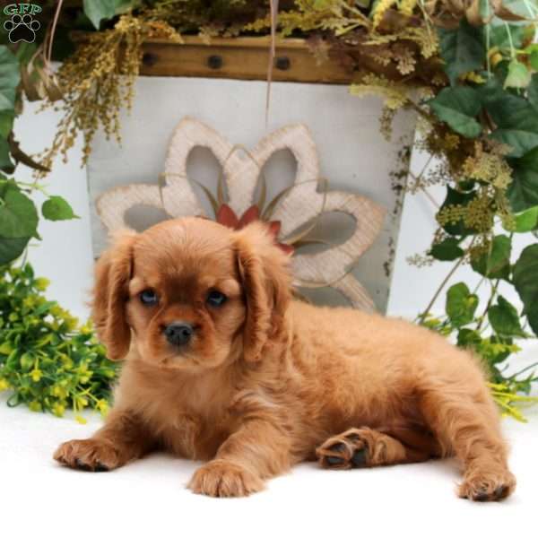 Nancy, Cavalier King Charles Spaniel Puppy