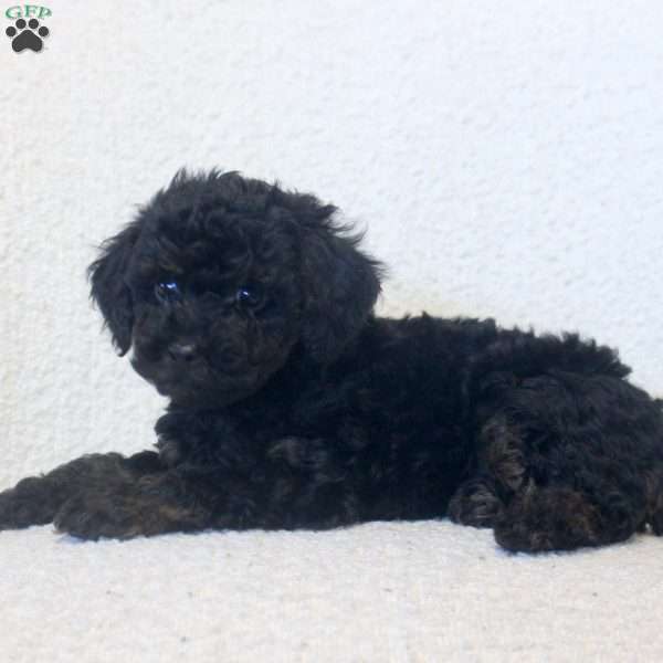 Naomi, Toy Poodle Puppy