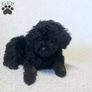 Naomi, Toy Poodle Puppy