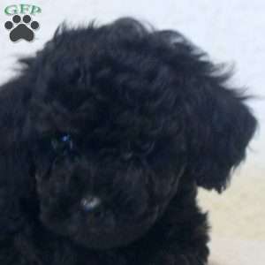 Naomi, Toy Poodle Puppy