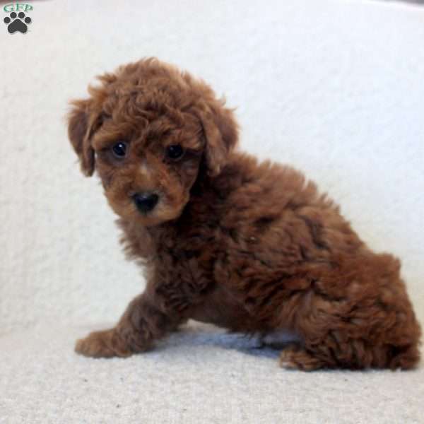 Nash, Toy Poodle Puppy