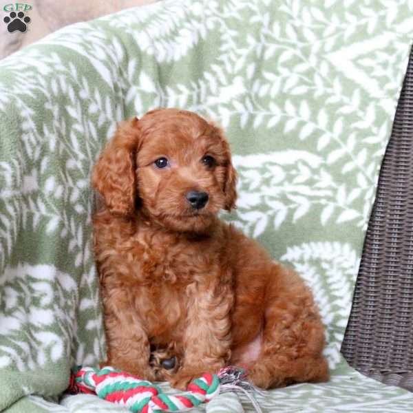 Nash, Mini Goldendoodle Puppy