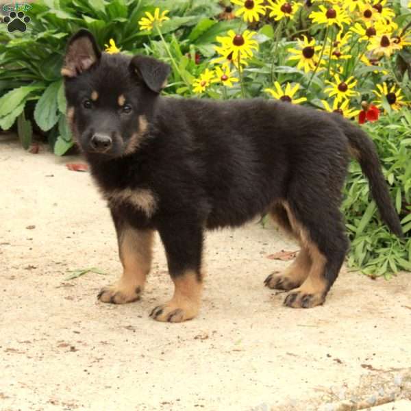Nash, German Shepherd Puppy