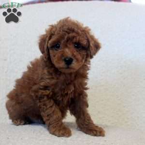 Nash, Toy Poodle Puppy