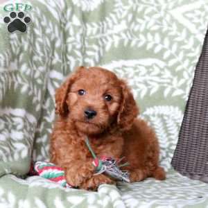 Nash, Mini Goldendoodle Puppy