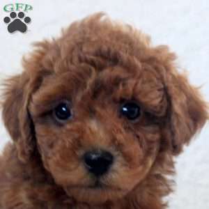 Nash, Toy Poodle Puppy