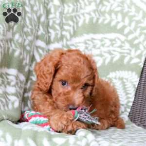Nash, Mini Goldendoodle Puppy