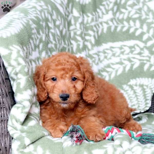 Natasha, Mini Goldendoodle Puppy