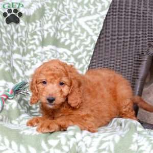 Natasha, Mini Goldendoodle Puppy