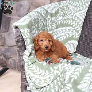 Natasha, Mini Goldendoodle Puppy