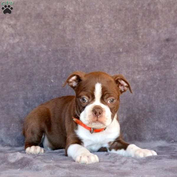 Nate, Boston Terrier Puppy