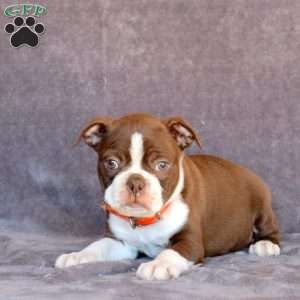 Nate, Boston Terrier Puppy