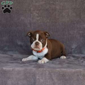 Nate, Boston Terrier Puppy
