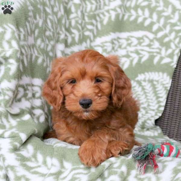 Nathan, Mini Goldendoodle Puppy