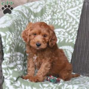 Nathan, Mini Goldendoodle Puppy