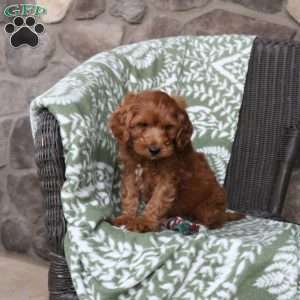 Nathan, Mini Goldendoodle Puppy