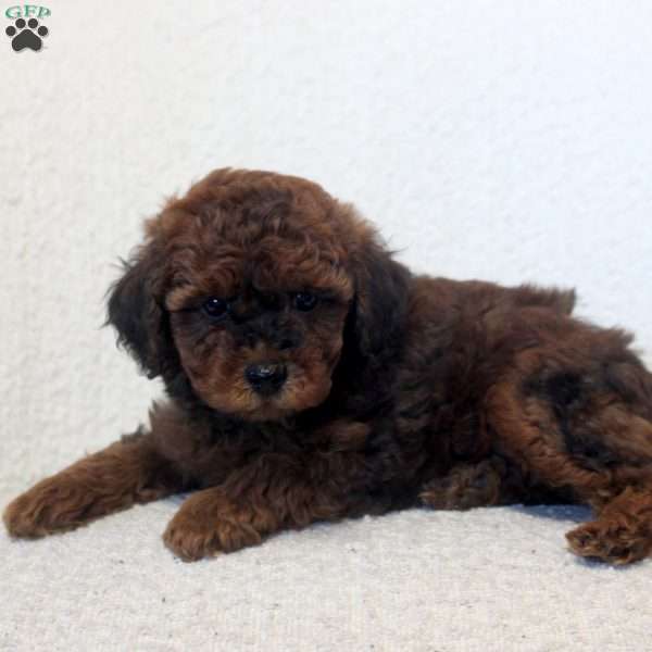 Ned, Toy Poodle Puppy
