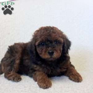 Ned, Toy Poodle Puppy