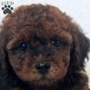 Ned, Toy Poodle Puppy