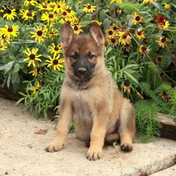 Nellie, German Shepherd Puppy