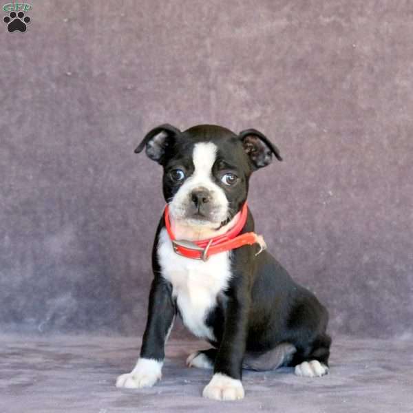 Nellie, Boston Terrier Puppy