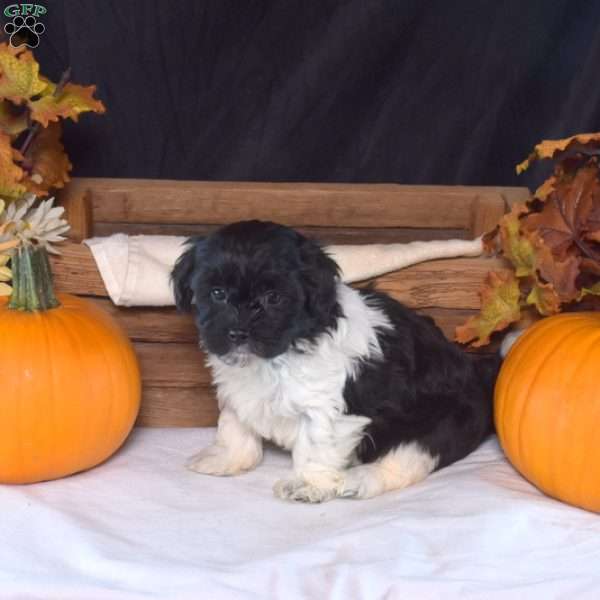Nellie, Shih-Poo Puppy
