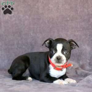 Nellie, Boston Terrier Puppy