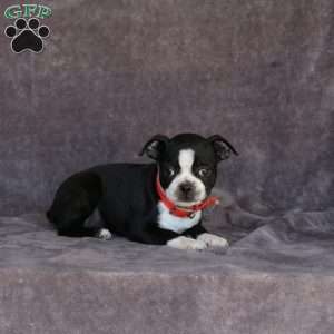 Nellie, Boston Terrier Puppy