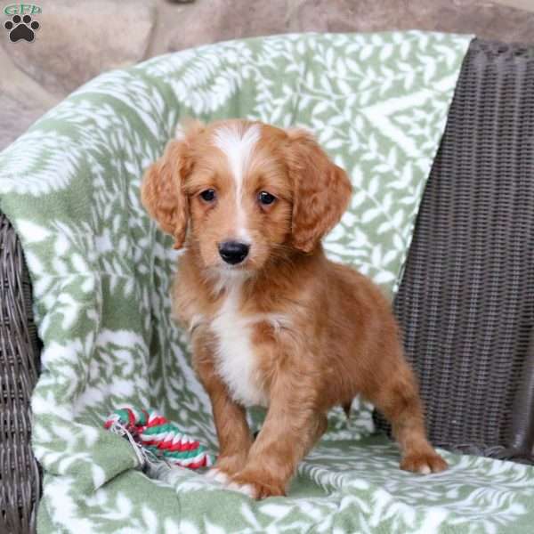 Nelson, Mini Goldendoodle Puppy