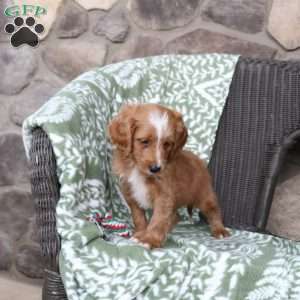 Nelson, Mini Goldendoodle Puppy