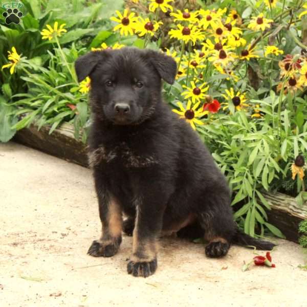 Nemo, German Shepherd Puppy