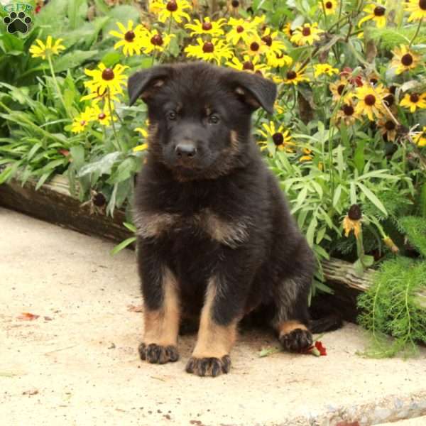 Neo, German Shepherd Puppy