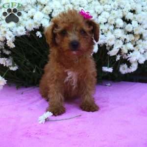 Neoma, Miniature Poodle Puppy
