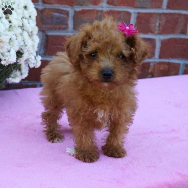 Neoma, Miniature Poodle Puppy