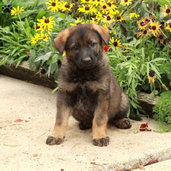 Nessie, German Shepherd Puppy