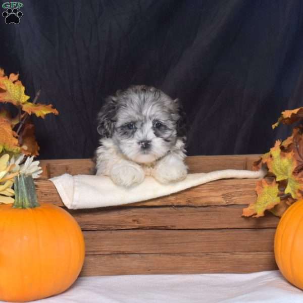 Nessie, Shih-Poo Puppy