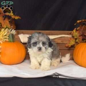 Nessie, Shih-Poo Puppy