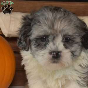 Nessie, Shih-Poo Puppy