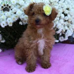 Nettie, Miniature Poodle Puppy