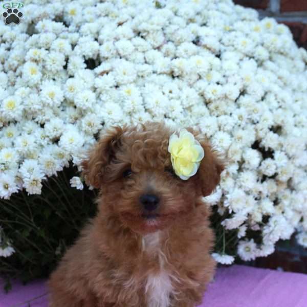 Nettie, Miniature Poodle Puppy