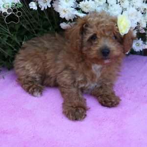 Nettie, Miniature Poodle Puppy